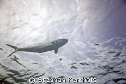 milkfish (chanos chanos) taken at middle garden, sharm el... by Stephan Kerkhofs 
